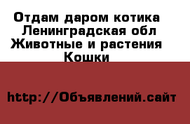 Отдам даром котика - Ленинградская обл. Животные и растения » Кошки   